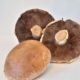 Bio Portabella Pilz