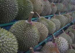 Durian