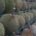 Durian