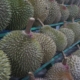 Durian