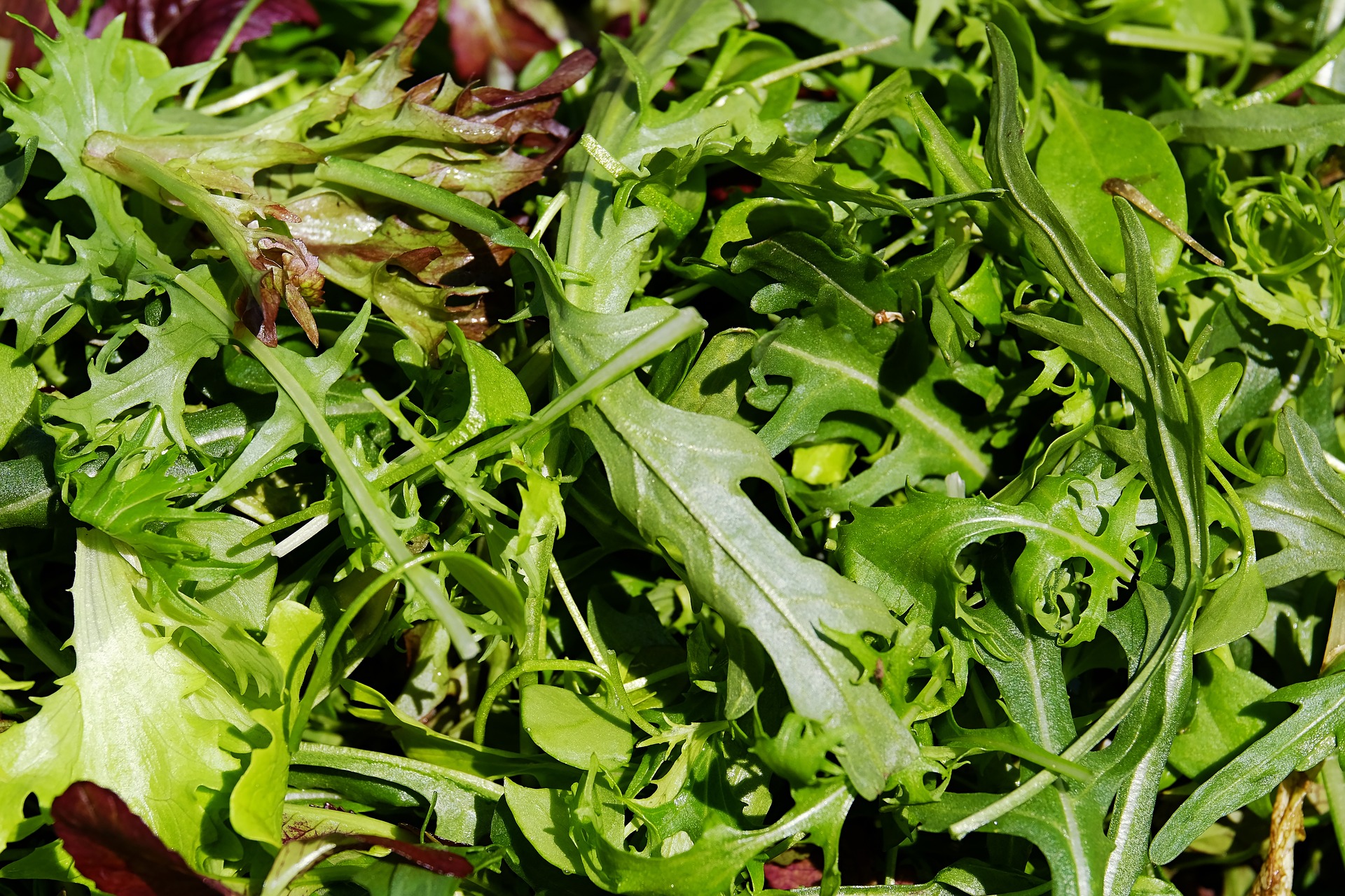 Rucola - Bauerntüte