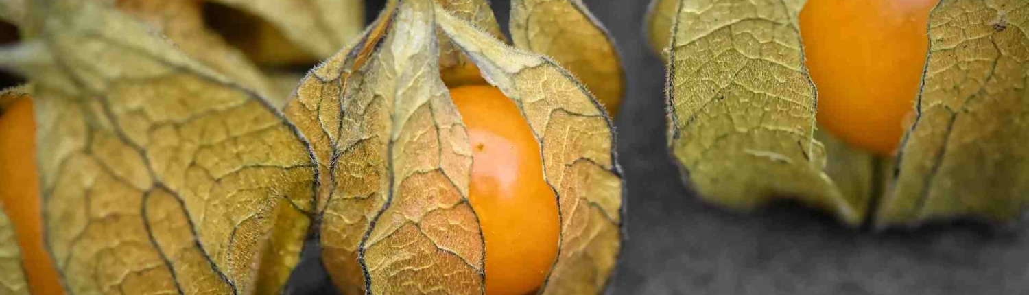 Bio Physalis