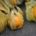 Bio Physalis