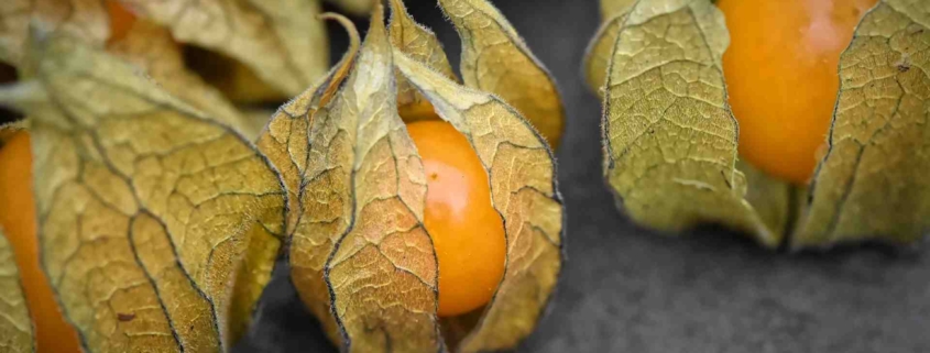 Bio Physalis