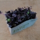 Bio Rettichkresse