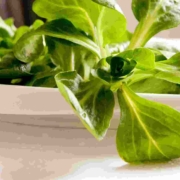 Feldsalat mit Granatapfel und Knoblauchcroutons