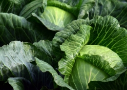Weißkohl