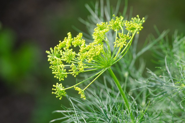Dill - Herkunft, Geschichte, Anbau und Zubereitung - Bauerntüte